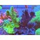 MONTIPORA THREE KINGS XXL 