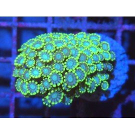 SPEARMINT ALBEOPORA 