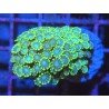 SPEARMINT ALBEOPORA 
