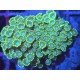 SPEARMINT ALBEOPORA 