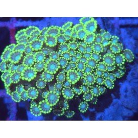 SPEARMINT ALBEOPORA 