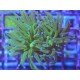 GLABRESCENS TOD TORCH