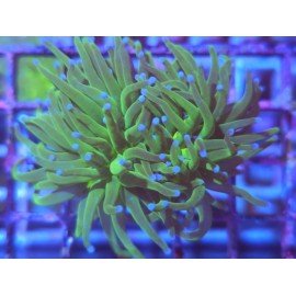 GLABRESCENS TOD TORCH
