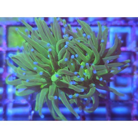 GLABRESCENS TOD TORCH
