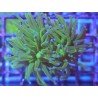 GLABRESCENS TOD TORCH