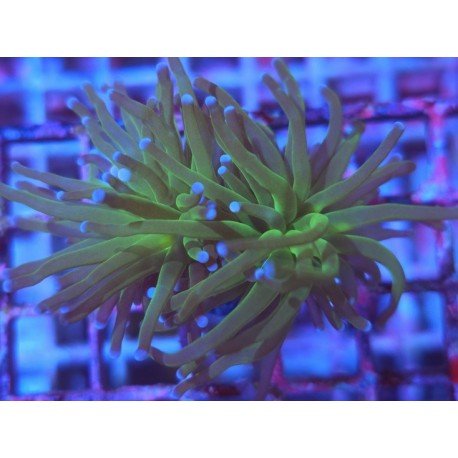 GLABRESCENS TOD TORCH