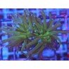 GLABRESCENS TOD TORCH