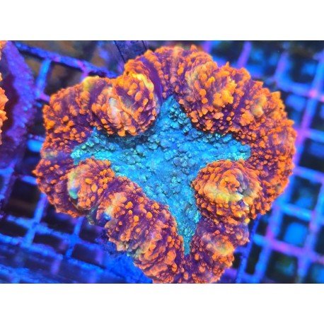 SYMPHILLIA ULTRA GRADE