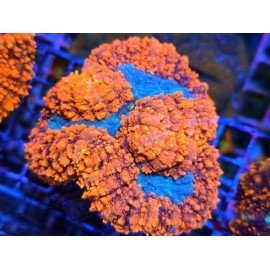 SYMPHILLIA ULTRA GRADE L