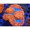 SYMPHILLIA ULTRA GRADE L