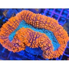SYMPHILLIA ULTRA GRADE XL