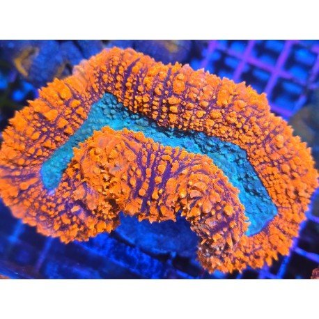 SYMPHILLIA ULTRA GRADE XL