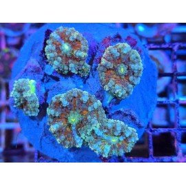 RED INFERNO RICORDEA YUMA PIEZA