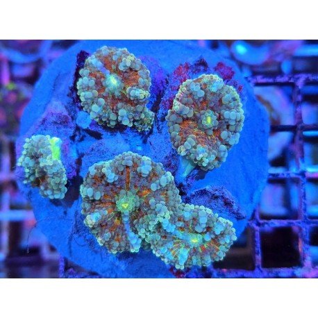 RED INFERNO RICORDEA YUMA PIEZA