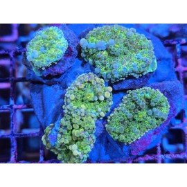 RICORDEA YUMA RAINBOW COLONY