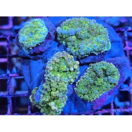 RICORDEA YUMA RAINBOW COLONY