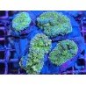 RICORDEA YUMA RAINBOW COLONY