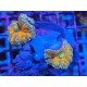 RICORDEA YUMA 2 HEADS INTERESTELLAR ORANGE