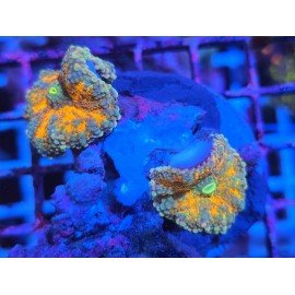 RICORDEA YUMA 2 HEADS INTERESTELLAR ORANGE