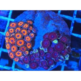 PIEZA ZOANTHUS PREMIUM XL 