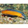 PSEUDOCHROMIS ALDABRAENSIS