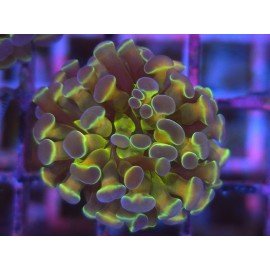 HOLOGRAM PARANCORA