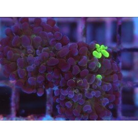 GRAFTED PARANCORA