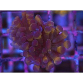 ORANGE & PURPLE PARANCORA