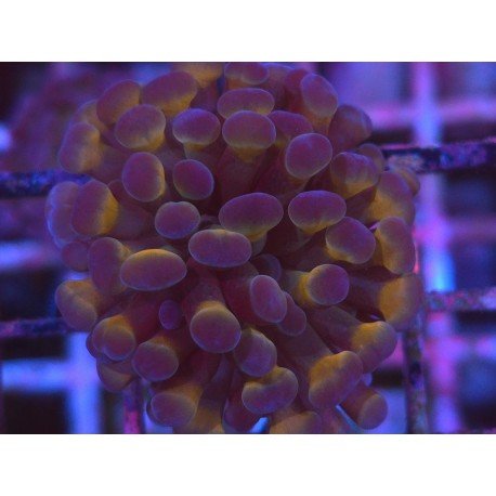 ORANGE & PURPLE PARANCORA