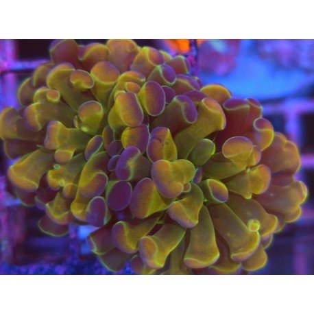 RAINBOW PARANCORA