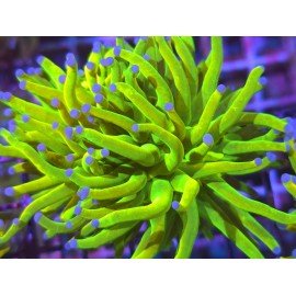 BANANA HOLY GRAIL TORCH TRIPLE HEAD (NO FRAGEABLE)