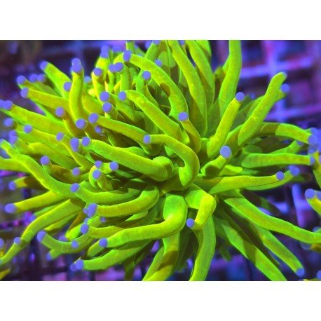 BANANA HOLY GRAIL TORCH TRIPLE HEAD (NO FRAGEABLE)