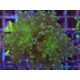 ORIGINAL FROWSPAWN YAEYAMAENSIS