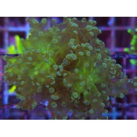 ORIGINAL FROWSPAWN YAEYAMAENSIS