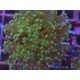 ORIGINAL FROWSPAWN YAEYAMAENSIS