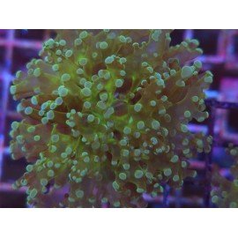 ORIGINAL FROWSPAWN YAEYAMAENSIS