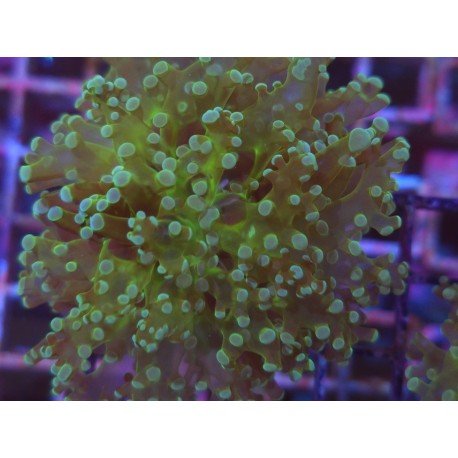 ORIGINAL FROWSPAWN YAEYAMAENSIS