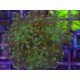 ORIGINAL FROWSPAWN YAEYAMAENSIS