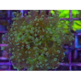 ORIGINAL FROWSPAWN YAEYAMAENSIS