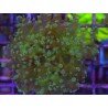 ORIGINAL FROWSPAWN YAEYAMAENSIS