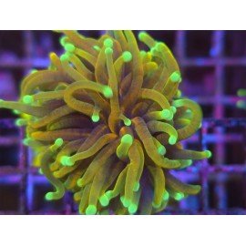 ORANGE PEAL TORCH