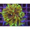 ORANGE PEAL TORCH