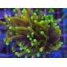 ORANGE PEAL TORCH