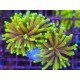 ORANGE PEAL TORCH DOBLE HEAD