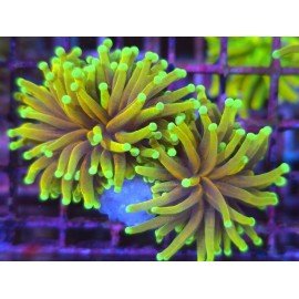 ORANGE PEAL TORCH DOBLE HEAD