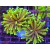 ORANGE PEAL TORCH DOBLE HEAD