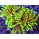 ORANGE PEAL TORCH TRIPLE HEAD