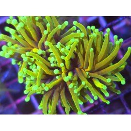 ORANGE PEAL TORCH TRIPLE HEAD