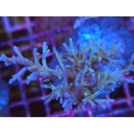 ECHINATA HOWKINS ACRO