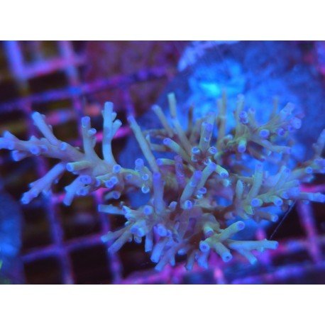 ECHINATA HOWKINS ACRO